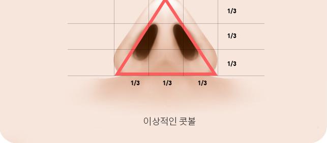 3등분 비율로 본 이상적인 콧볼